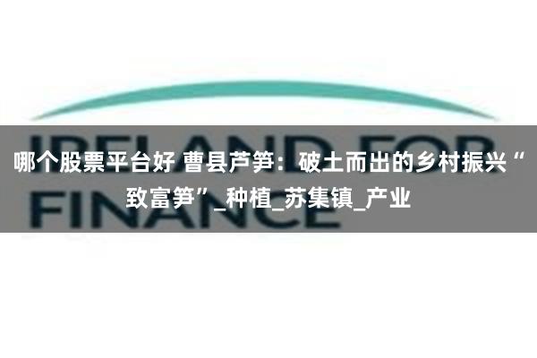 哪个股票平台好 曹县芦笋：破土而出的乡村振兴“致富笋”_种植_苏集镇_产业